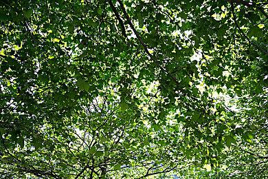 重新设计“寂静岭”网站 《短信》开发者的一封信